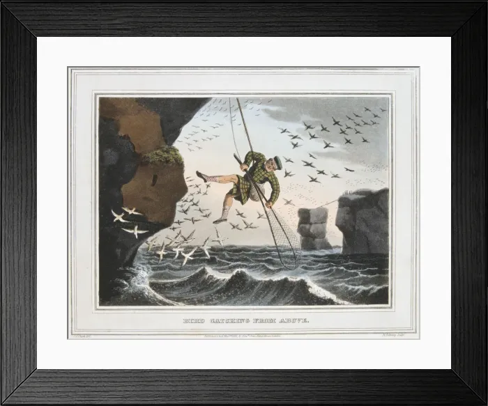 Framed Print : Bird Catching from Above, Shetland Islands, 1813 Framed Print : Bird Catching from Above, Shetland Islands, 1813