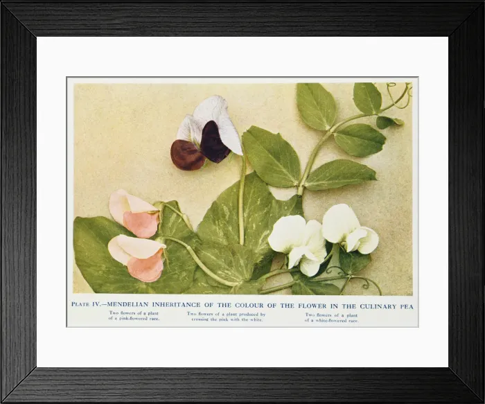 Framed Print : Mendelian inheritance of colour of flower in the culinary pea, 1912 Framed Print : Mendelian inheritance of colour of flower in the culinary pea, 1912