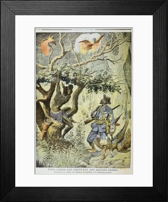 Framed Print : Killing Birds of Paradise, New Guinea, 1908 Framed Print : Killing Birds of Paradise, New Guinea, 1908