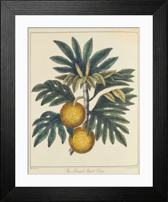 Framed Print : Breadfuit (Artocarpus incisus), c1798 Framed Print : Breadfuit (Artocarpus incisus), c1798