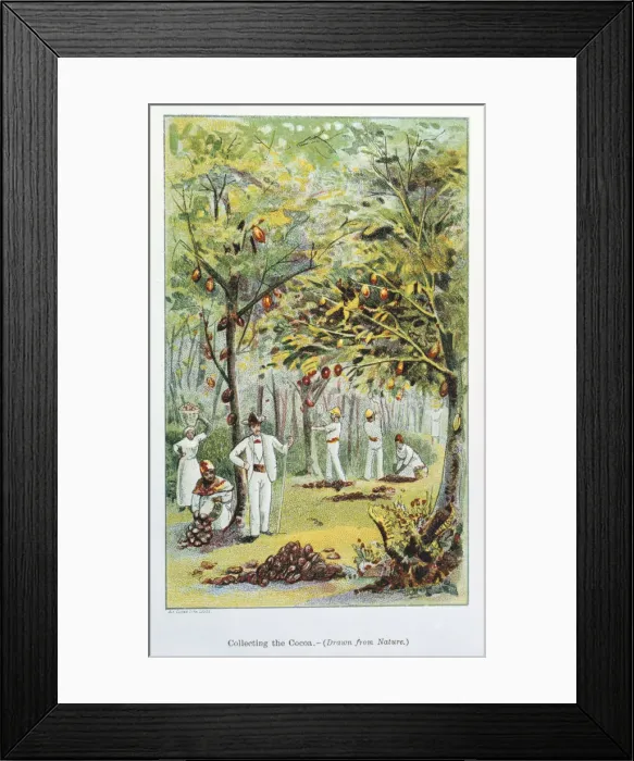 Framed Print : Collecting cocoa, Venezuela, 1892 Framed Print : Collecting cocoa, Venezuela, 1892