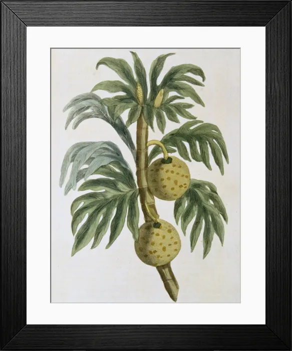 Framed Print : Breadfuit (Artocarpus incisus), 1823 Framed Print : Breadfuit (Artocarpus incisus), 1823
