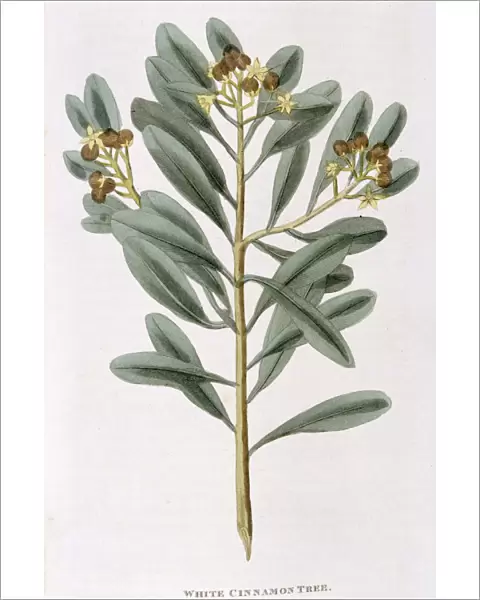 Sprig of white cinnamon (Canella alba), 1823