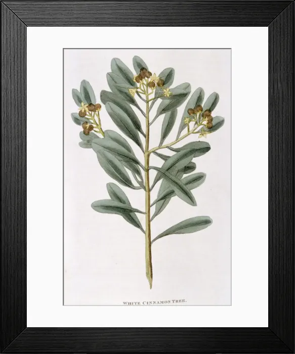 Framed Print : Sprig of white cinnamon (Canella alba), 1823 Framed Print : Sprig of white cinnamon (Canella alba), 1823