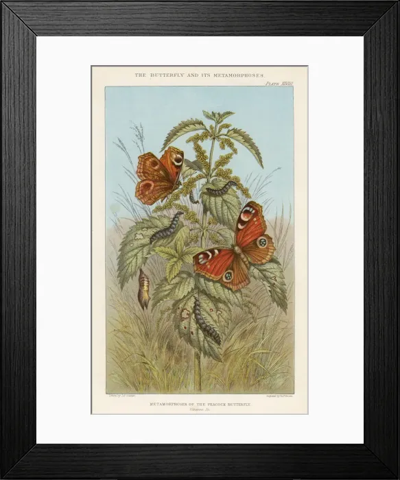 Framed Print : Metamorphoses of the Peacock butterfly, 1888. Artist: Thomas Brown Framed Print : Metamorphoses of the Peacock butterfly, 1888. Artist: Thomas Brown