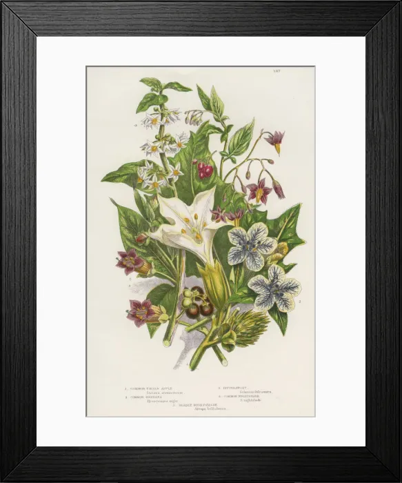Framed Print : Poisonous plants, c1885 Framed Print : Poisonous plants, c1885