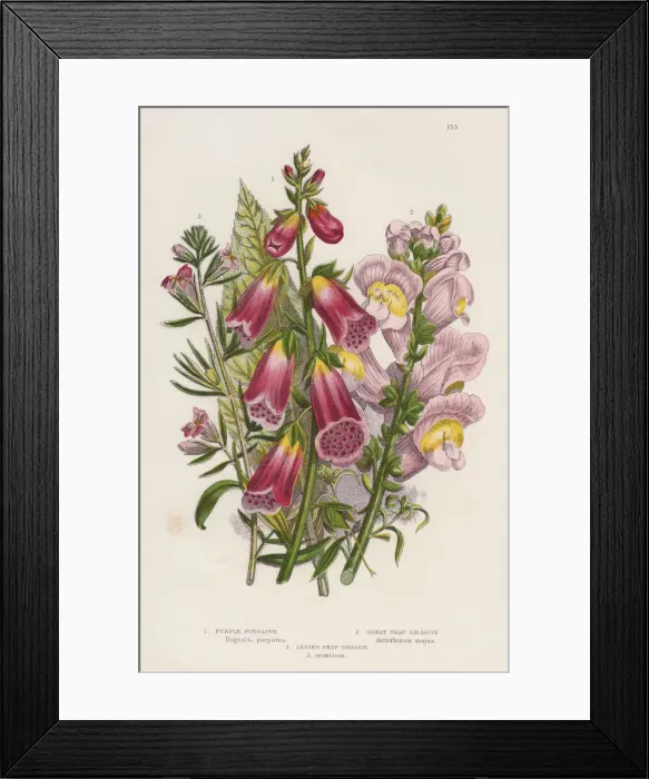 Framed Print : Foxglove (Digitalis purpurea) (centre), c1885 Framed Print : Foxglove (Digitalis purpurea) (centre), c1885