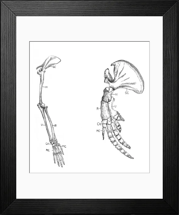 Framed Print : Homology (of commmon descent), c1920 Framed Print : Homology (of commmon descent), c1920