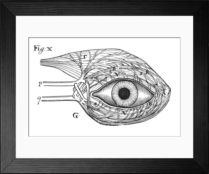 Framed Print : Descartes idea of the hydraulic action of the nerves, 1692