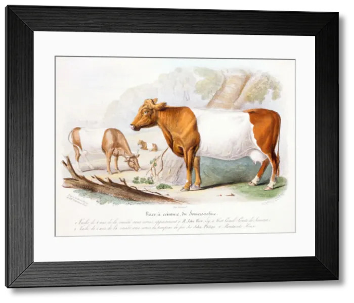 Framed Print : Somerset cows, 1842 Framed Print : Somerset cows, 1842
