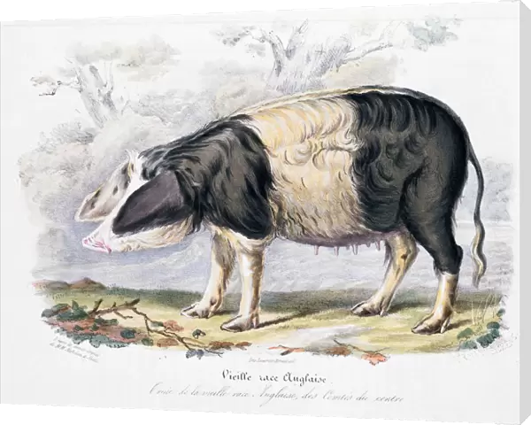 Old English breed of pig, 1842
