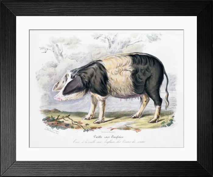 Framed Print : Old English breed of pig, 1842 Framed Print : Old English breed of pig, 1842