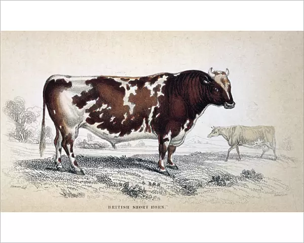 British Short Horn, 1839