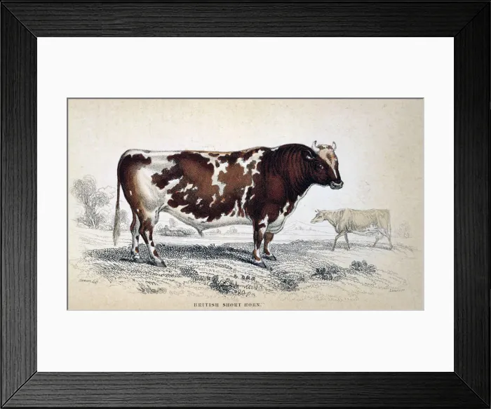 Framed Print : British Short Horn, 1839 Framed Print : British Short Horn, 1839