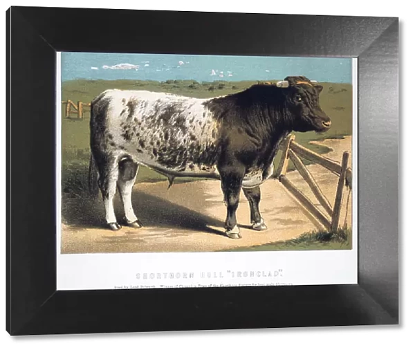 Shorthorn Bull Ironclad, 1875