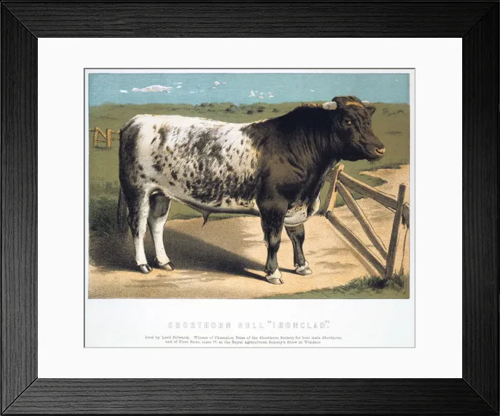 Framed Print : Shorthorn Bull Ironclad, 1875 Framed Print : Shorthorn Bull Ironclad, 1875