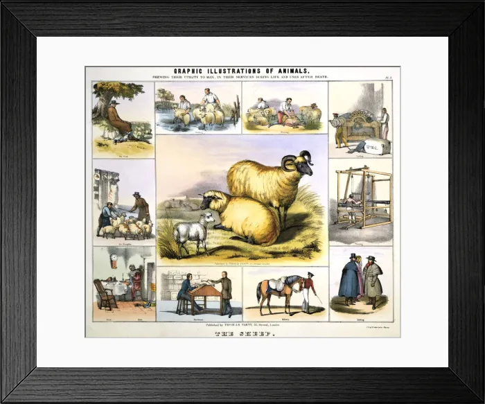 Framed Print : The Sheep, c1850. Artist: Day & Haghe Framed Print : The Sheep, c1850. Artist: Day & Haghe