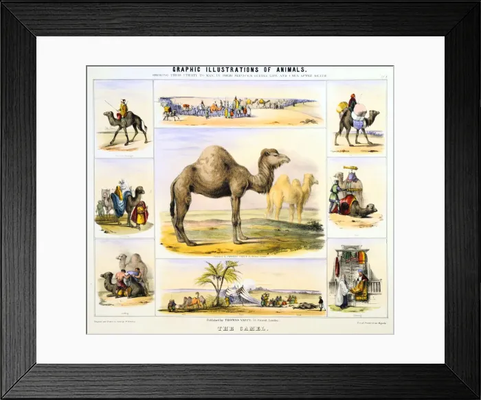 Framed Print : The Camel, c1850. Artist: Benjamin Waterhouse Hawkins Framed Print : The Camel, c1850. Artist: Benjamin Waterhouse Hawkins