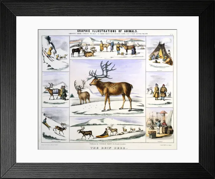 Framed Print : The Rein Deer, c1850. Artist: Benjamin Waterhouse Hawkins Framed Print : The Rein Deer, c1850. Artist: Benjamin Waterhouse Hawkins