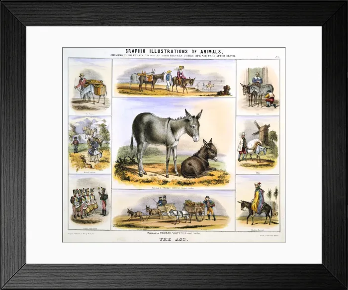 Framed Print : The Ass, c1850. Artist: Benjamin Waterhouse Hawkins Framed Print : The Ass, c1850. Artist: Benjamin Waterhouse Hawkins