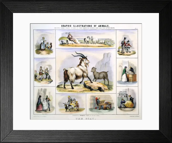 Framed Print : The Goat, c1850. Artist: Benjamin Waterhouse Hawkins Framed Print : The Goat, c1850. Artist: Benjamin Waterhouse Hawkins