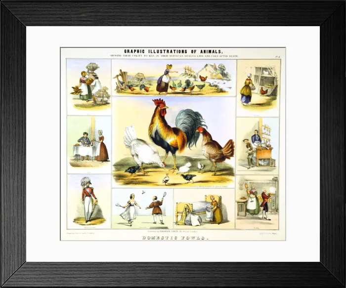 Framed Print : Domestic Fowl, c1850. Artist: Benjamin Waterhouse Hawkins Framed Print : Domestic Fowl, c1850. Artist: Benjamin Waterhouse Hawkins