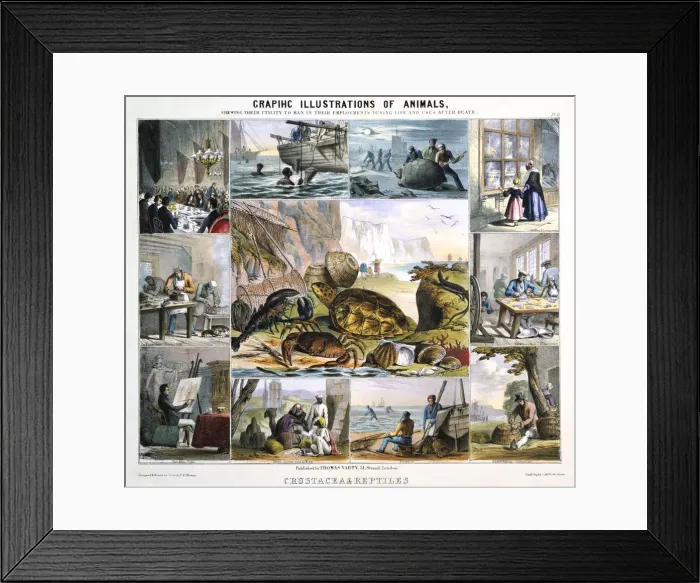 Framed Print : Crustacea and Reptiles, c1850. Artist: Robert Kent Thomas Framed Print : Crustacea and Reptiles, c1850. Artist: Robert Kent Thomas