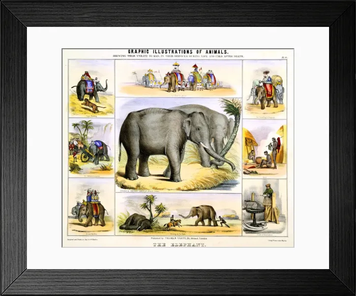 Framed Print : The Elephant, c1850. Artist: Benjamin Waterhouse Hawkins Framed Print : The Elephant, c1850. Artist: Benjamin Waterhouse Hawkins