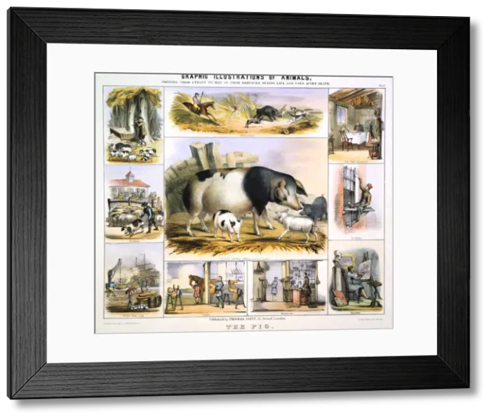 Framed Print : The Pig, c1850. Artist: Benjamin Waterhouse Hawkins Framed Print : The Pig, c1850. Artist: Benjamin Waterhouse Hawkins