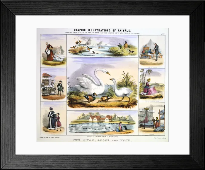 Framed Print : The Swan, Goose and Duck, c1850. Artist: Benjamin Waterhouse Hawkins Framed Print : The Swan, Goose and Duck, c1850. Artist: Benjamin Waterhouse Hawkins