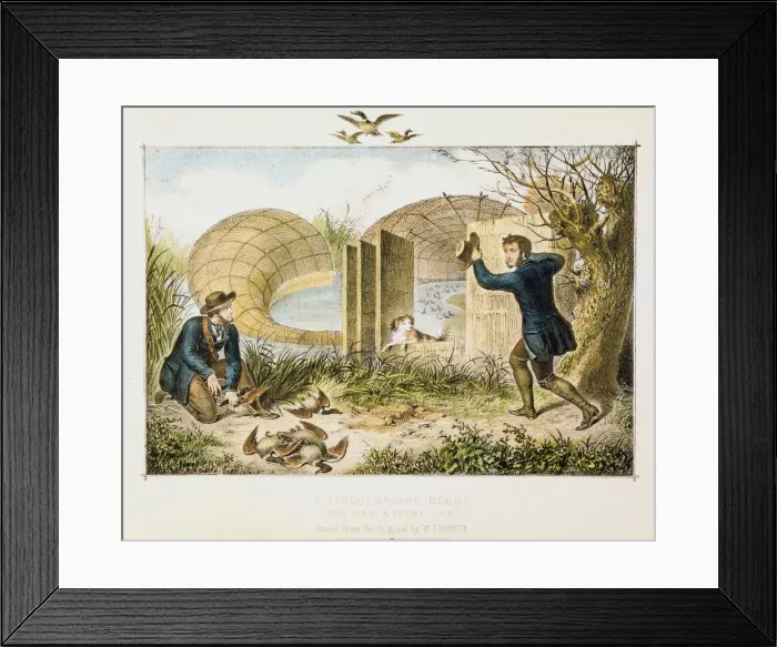 Framed Print : Lincolnshire Duck Decoy, c1845 Framed Print : Lincolnshire Duck Decoy, c1845