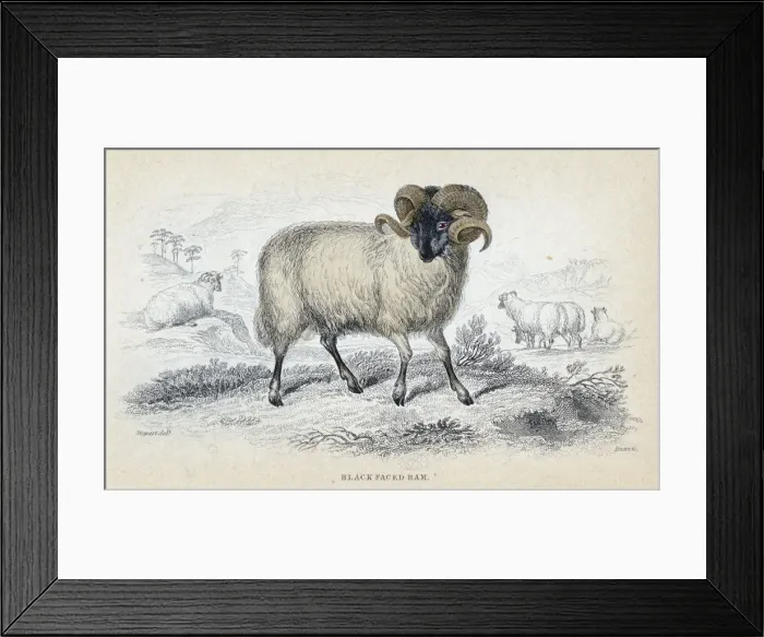 Framed Print : Black Faced Ram, mid 19th century. Artist: William Home Lizars Framed Print : Black Faced Ram, mid 19th century. Artist: William Home Lizars
