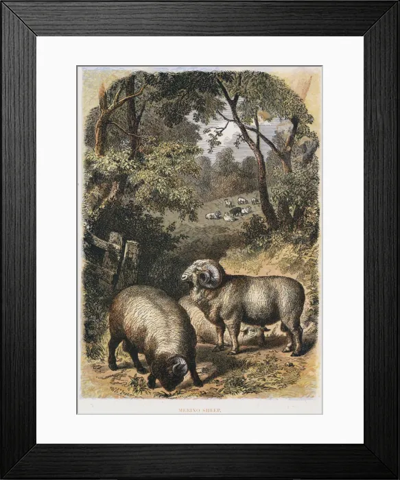 Framed Print : Merino sheep, c1860 Framed Print : Merino sheep, c1860