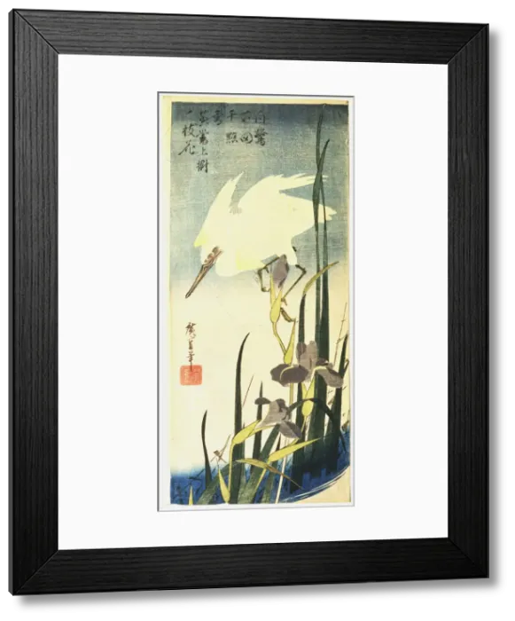 Framed Print : White Heron and Irises, 1833 Framed Print : White Heron and Irises, 1833