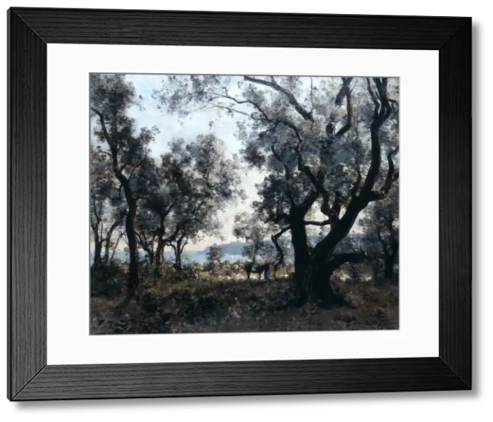 Framed Print : Olive Trees around Cap Martin, 1891. Artist: Emmanuel Lansyer Framed Print : Olive Trees around Cap Martin, 1891. Artist: Emmanuel Lansyer