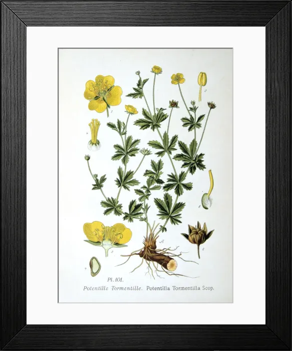 Framed Print : Tormentil, 1893 Framed Print : Tormentil, 1893