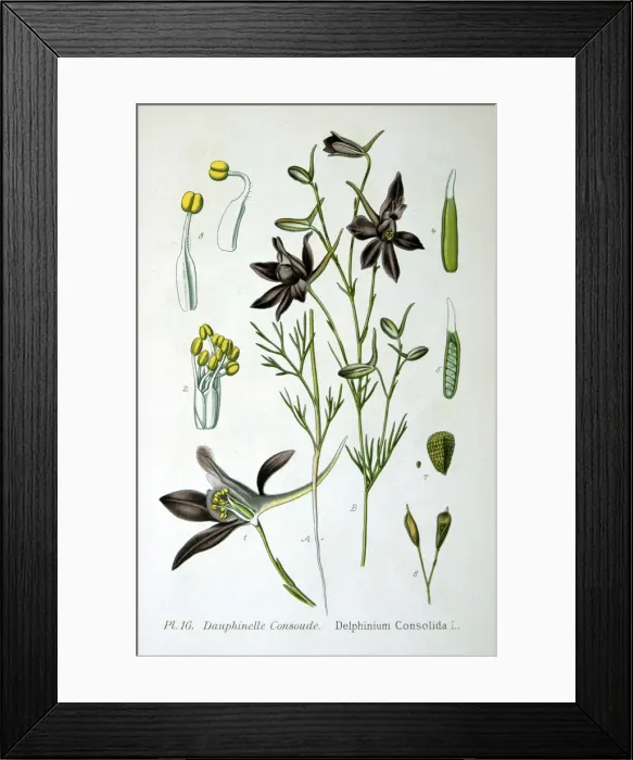 Framed Print : Larkspur, 1893 Framed Print : Larkspur, 1893
