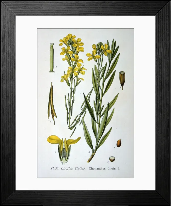 Framed Print : Wallflower, 1893 Framed Print : Wallflower, 1893