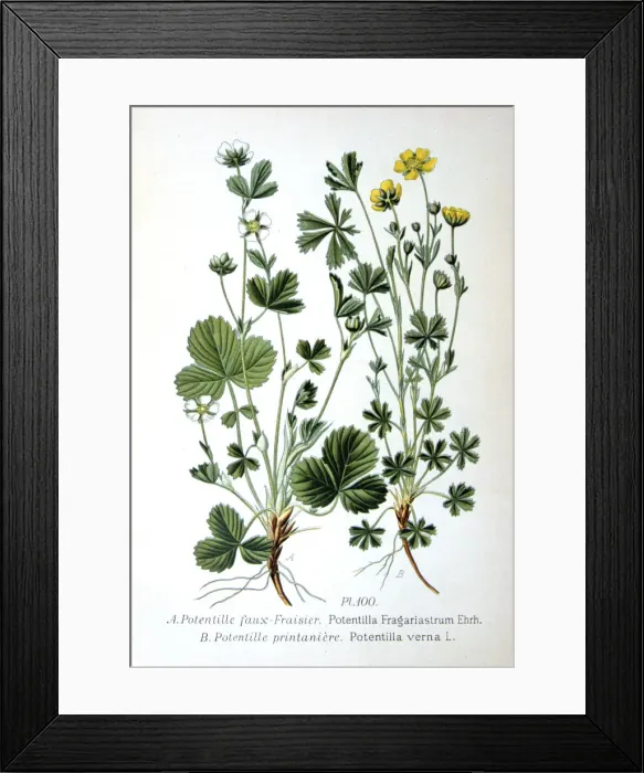Framed Print : Barren strawberry and spring cinquefoil, 1893 Framed Print : Barren strawberry and spring cinquefoil, 1893