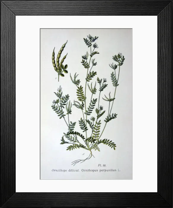 Framed Print : Bird s-foot, 1893 Framed Print : Bird s-foot, 1893