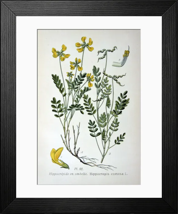 Framed Print : Horseshoe vetch, 1893 Framed Print : Horseshoe vetch, 1893