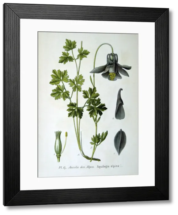 Framed Print : Alpine columbine, 1893 Framed Print : Alpine columbine, 1893