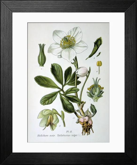 Framed Print : Black hellebore, 1893 Framed Print : Black hellebore, 1893