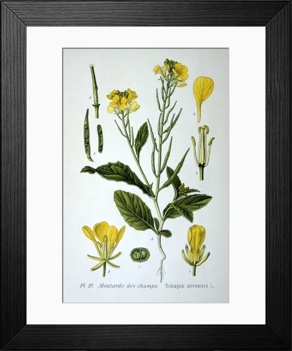 Framed Print : Wild mustard, 1893 Framed Print : Wild mustard, 1893