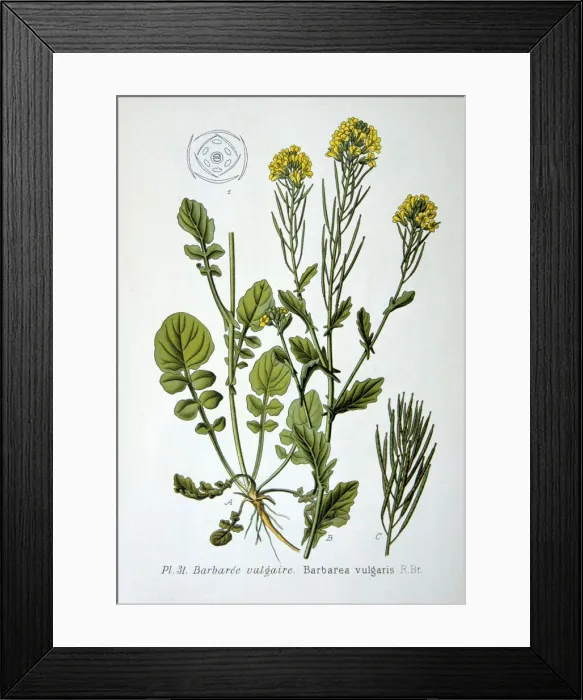 Framed Print : Yellow rocket, 1893 Framed Print : Yellow rocket, 1893