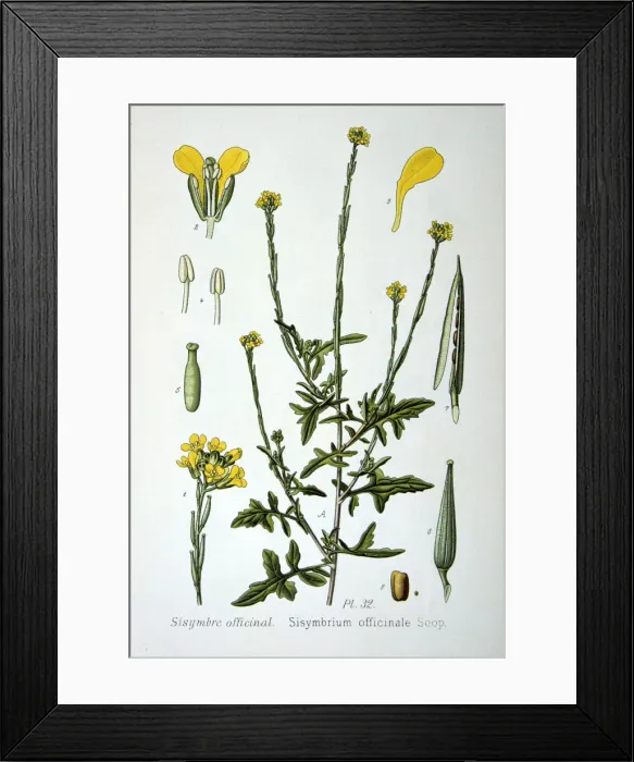 Framed Print : Hedge mustard, 1893 Framed Print : Hedge mustard, 1893