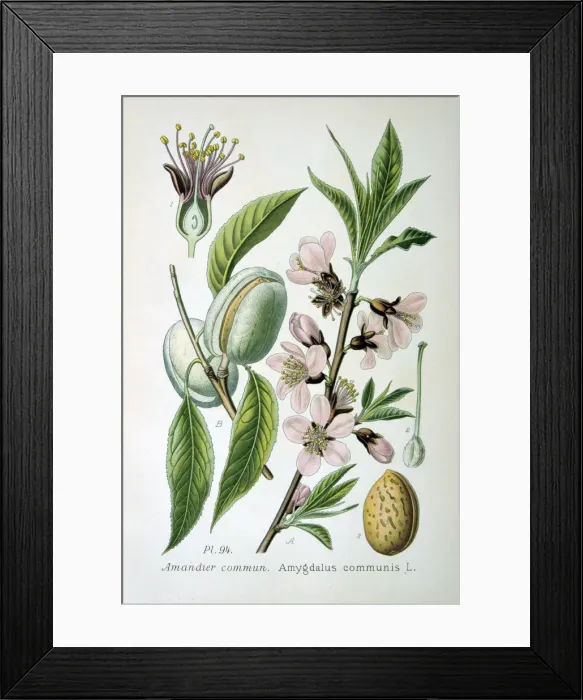 Framed Print : Sweet almond, 1893 Framed Print : Sweet almond, 1893