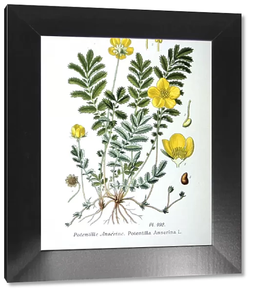 Silverweed, 1893
