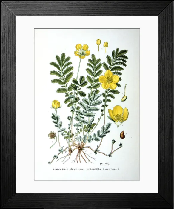 Framed Print : Silverweed, 1893 Framed Print : Silverweed, 1893