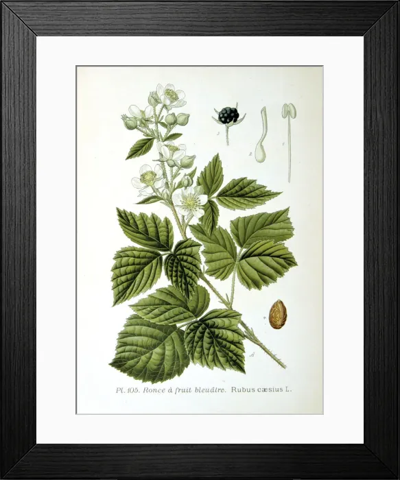 Framed Print : European dewberry, 1893 Framed Print : European dewberry, 1893